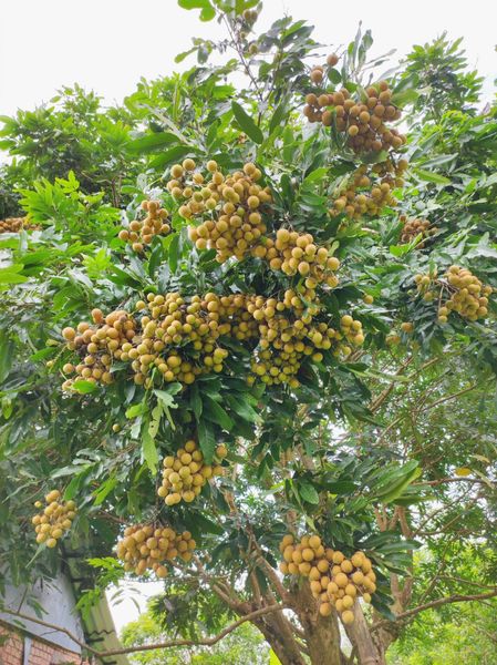  Nhãn Tiêu Quế Nông Trại NKN 