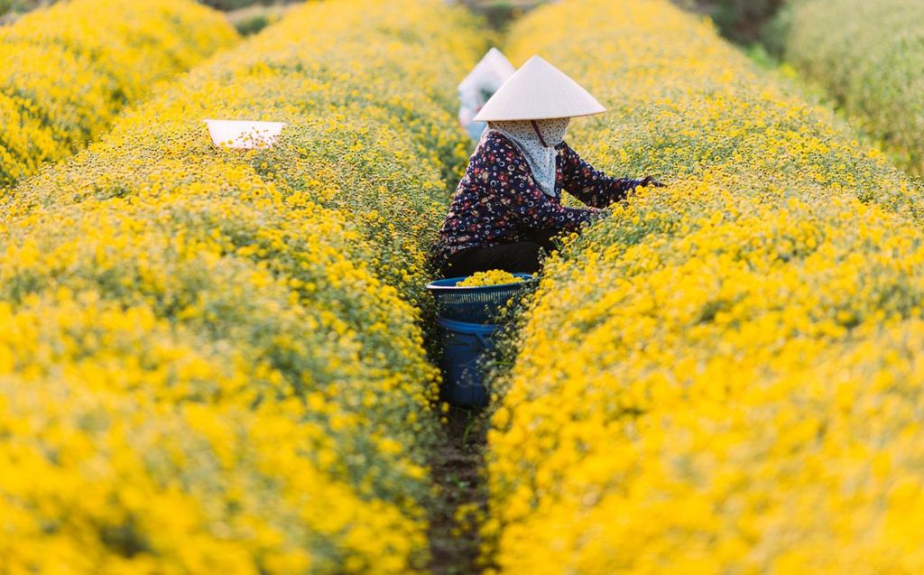 (Túi 500gr) Trà Hoa Cúc Chi Hưng Yên Sấy Lạnh Loại I