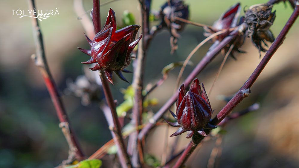 Trà Hibiscus Tách Cánh (Atiso đỏ) Bình Thuận