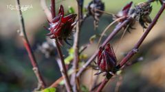 Trà Hibiscus Tách Cánh (Atiso đỏ) Bình Thuận