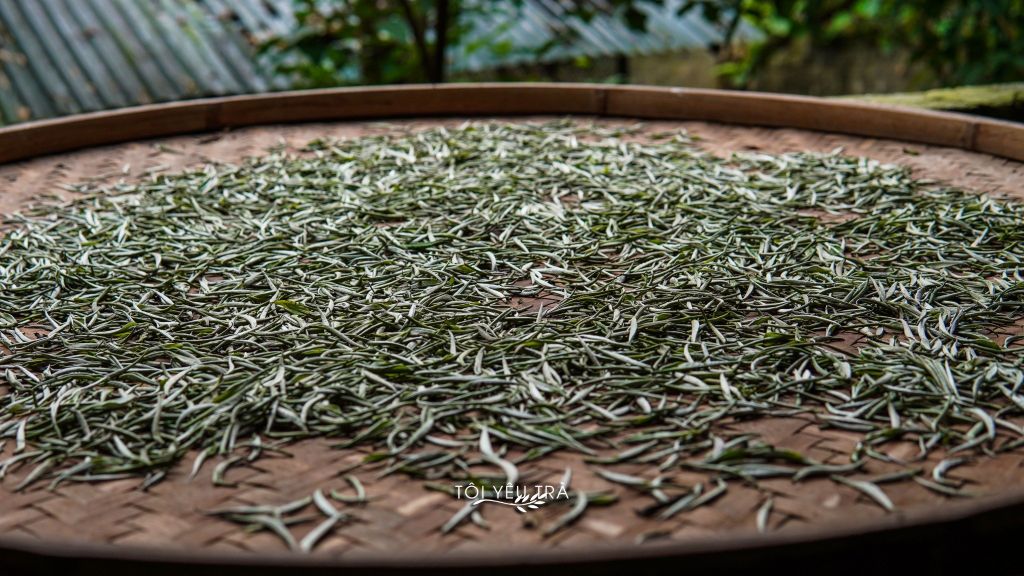 Bạch Trà Shan Tuyết Hà Giang Thượng Hạng. Trà Trắng Vụ Xuân Phiên Bản Quà Tặng Cao Cấp