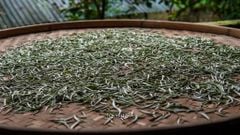 Bạch Trà Shan Tuyết Hà Giang Thượng Hạng. Trà Trắng Vụ Xuân Phiên Bản Quà Tặng Cao Cấp