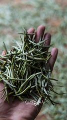 Bạch Trà Shan Tuyết Hà Giang Thượng Hạng. Trà Trắng Vụ Xuân Phiên Bản Quà Tặng Cao Cấp