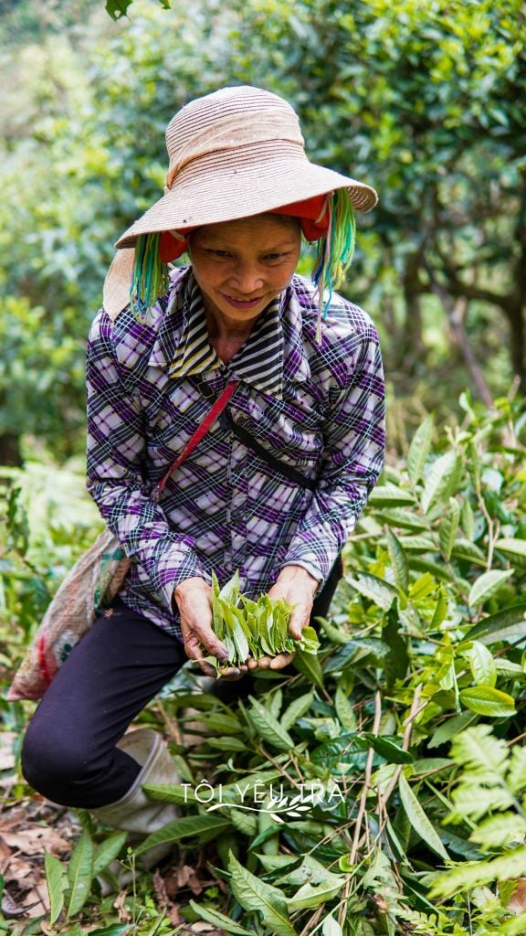 Trà Xanh Shan Tuyết Cổ Thụ Hà Giang - Trà Sao Chảo Thủ Công Đặc Biệt