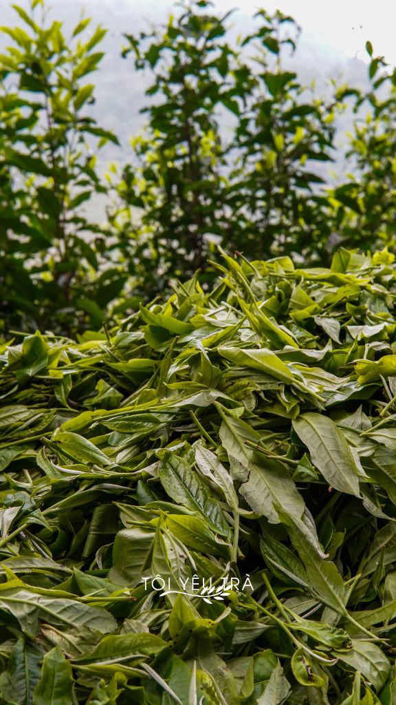 Trà Xanh Shan Tuyết Cổ Thụ Hà Giang - Trà Sao Chảo Thủ Công Đặc Biệt