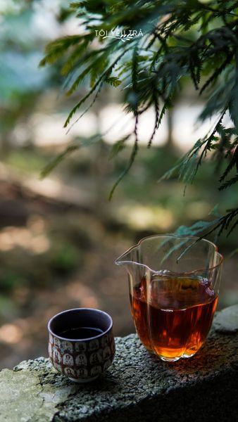 hồng trà shan tuyết, trà shan tuyết, trà shan tuyết hà giang, trà đen