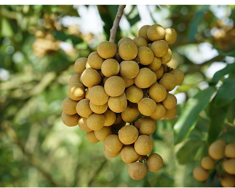 Long nhãn Hưng Yên chế biến từ nhãn lồng nổi tiếng
