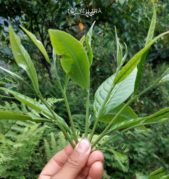 trà shan tuyết, trà shan tuyết Hà Giang, trà shan tuyết Tây Côn Lĩnh