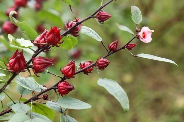 Trà Hibiscus nguyên bông (Atiso đỏ)