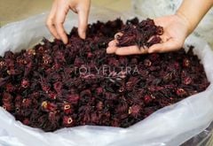Combo trà Hoa Atiso đỏ (Hibiscus) kết hợp cỏ ngọt thơm mát giải nhiệt