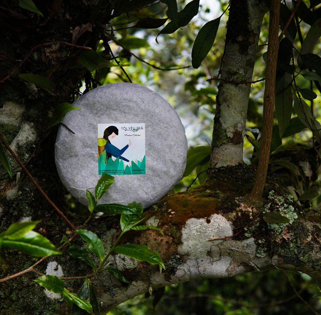 Trà Phổ Nhĩ Việt Tôi Yêu Trà. Phổ Nhĩ Shan Tuyết Hà Giang