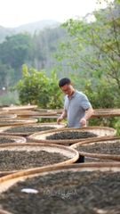 Trà Phổ Nhĩ Rời - Trà Shan Tuyết Tây Côn Lĩnh Lên Men Tự Nhiên (Mao Trà)