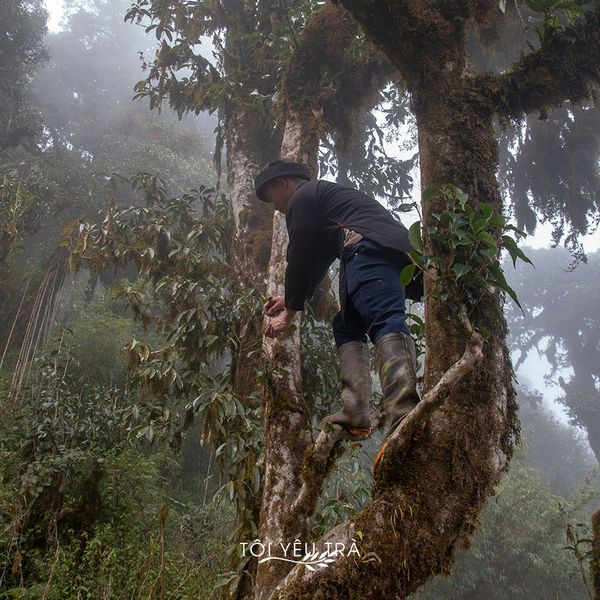 trà shan tuyết, trà shan tuyết Hà Giang, trà shan tuyết Tây Côn Lĩnh