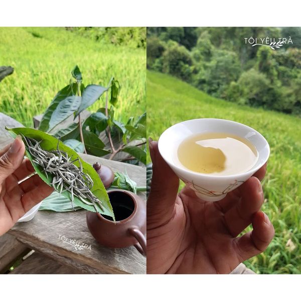 trà shan tuyết, tác dụng của trà shan tuyết, trà shan tuyết Hà Giang, mua trà shan tuyết ở đâu