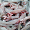 cakhoai