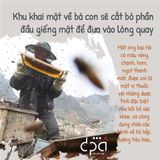  Mật ong Hoa Bạc Hà Đại Phú An (C/250ml) 
