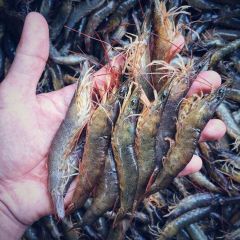 TÔM ĐẤT RỪNG TỰ NHIÊN