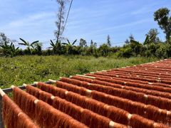 BÚN HUYẾT RỒNG TRT NOOM