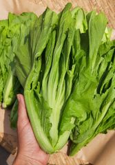 CẢI DƯA