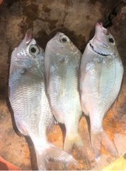 CÁ MÓM (CÁ LÀM SÃN 1kg)