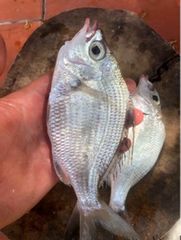 CÁ MÓM (CÁ LÀM SÃN 1kg)