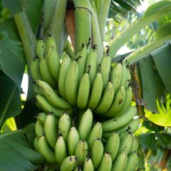 CHUỐI GIÀ HƯƠNG