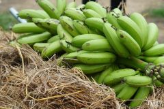 CHUỐI GIÀ HƯƠNG