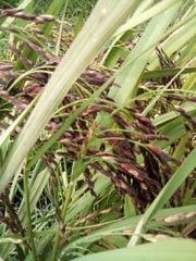 GẠO LỨT TÍM THẢO DƯỢC