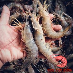 TÔM THẺ RỪNG TỰ NHIÊN