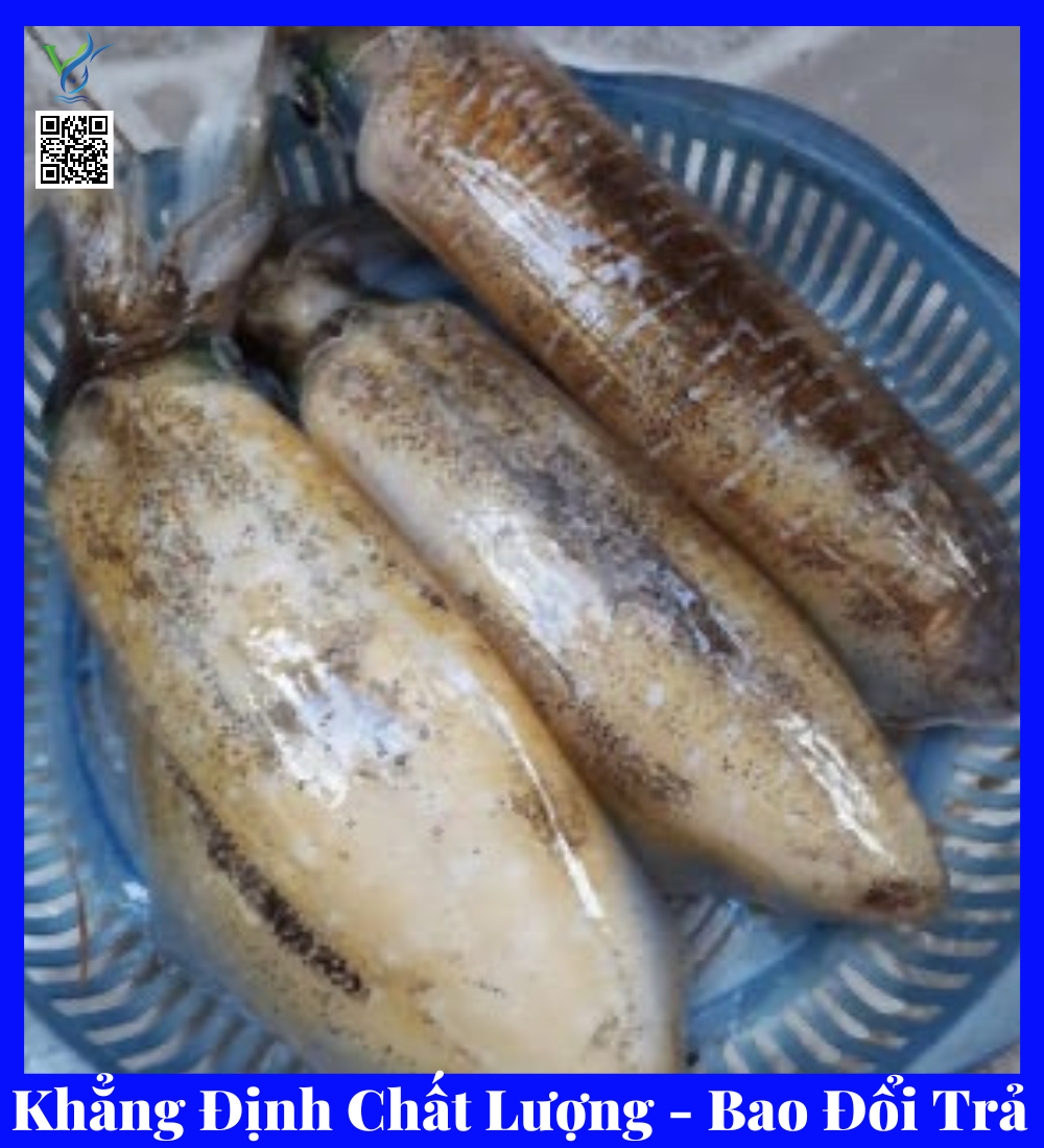  Mực Lá Tươi 1 (size 3-4c/kg) 