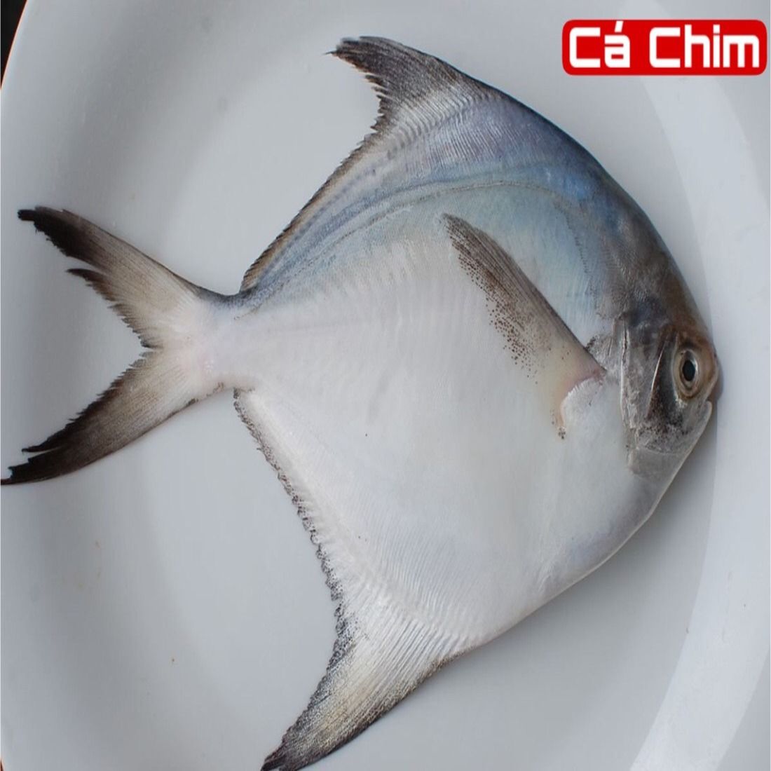  Cá Chim Thiên Nhiên 