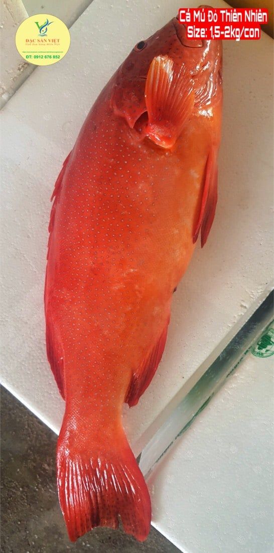  Cá Mú Đỏ Thiên Nhiên 