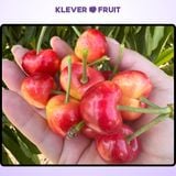  Cherry Vàng Rainier Jumbo Mỹ Size 9.5 Row (28 - 30mm) - USA Cherry 