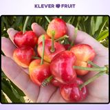  Cherry Vàng Rainier Mỹ VIP - Cherry Vàng Gee Whiz Đẳng Cấp - USA Rainier Cherry 
