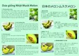 Dưa Giống Nhật Musk Melon 
