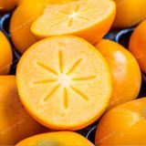  Hồng Hot House New Zealand 