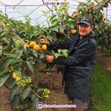  Hồng Hot House New Zealand 