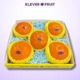  Hồng Hot House New Zealand 