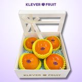  Hồng Hot House New Zealand 