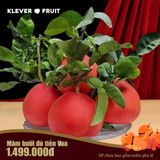  Quà Tết Truyền Thống Mâm Lễ Bưởi Đỏ Tiến Vua 05 Quả 