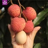  Vải Trứng Hưng Yên 