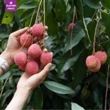  Vải Trứng Hưng Yên 