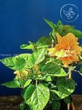  Hoa Dâm Bụt - Bông Bụp Nhiều Màu Chậu C8 - Cây Cảnh - Cây Ưa Nắng 