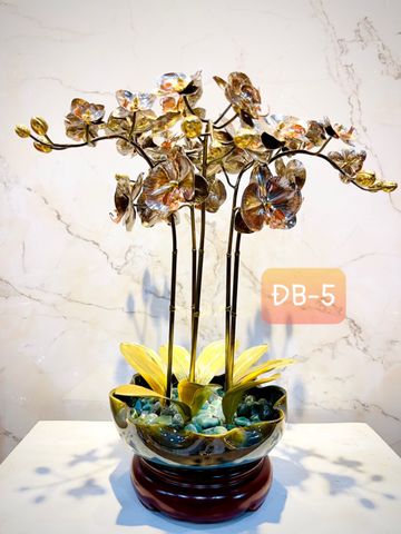 CHẬU LAN PHÚ QUÝ ĐỒNG BẠCH, 5 CÀNH (Cao 43cm)