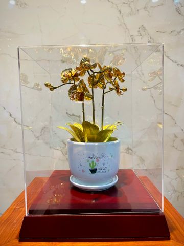 CHẬU LAN VÀNG PHÚ QUÝ, MẠ VÀNG HOA, CAO 25cm (3 CÀNH)