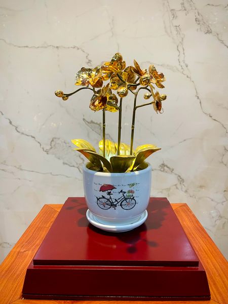 CHẬU LAN VÀNG PHÚ QUÝ, MẠ VÀNG HOA, CAO 25cm (3 CÀNH)