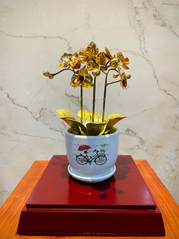 CHẬU LAN VÀNG PHÚ QUÝ, MẠ VÀNG HOA, CAO 25cm (3 CÀNH)