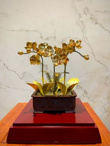 CHẬU LAN VÀNG PHÚ QUÝ, MẠ VÀNG HOA, CAO 25cm (3 CÀNH)