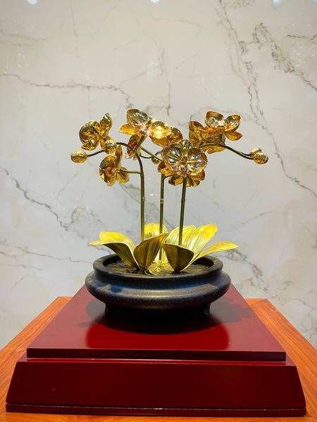 CHẬU LAN VÀNG PHÚ QUÝ, MẠ VÀNG HOA, CAO 25cm (3 CÀNH)