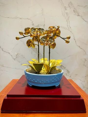 CHẬU LAN VÀNG PHÚ QUÝ, MẠ VÀNG HOA, CAO 25cm (3 CÀNH)